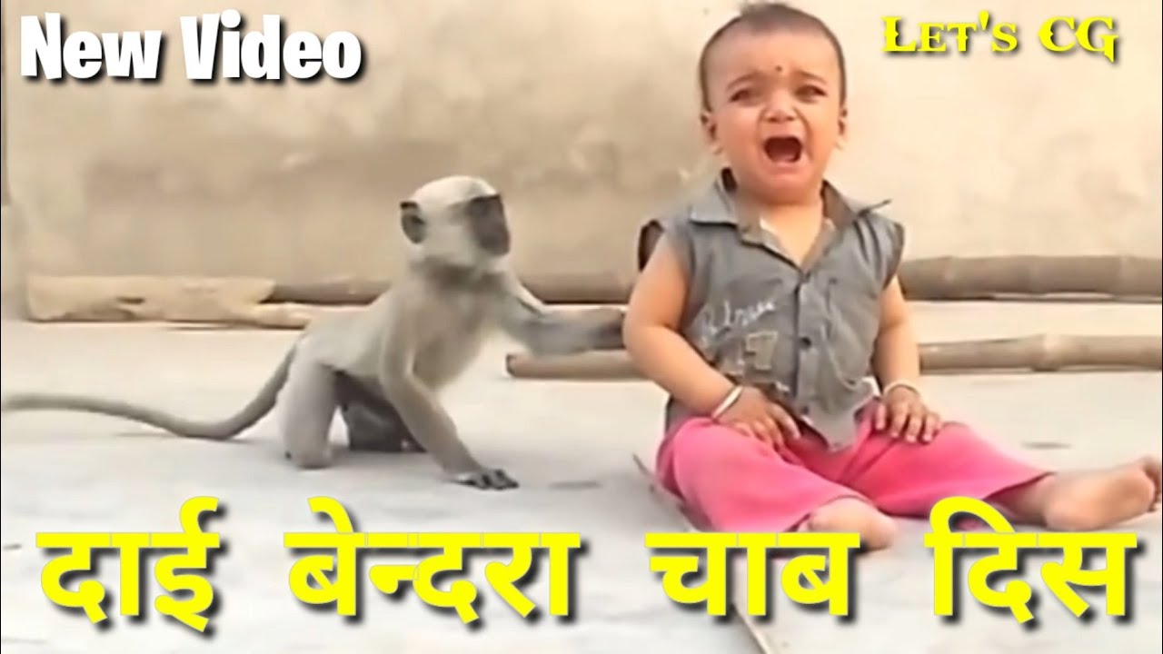 दाई बेन्दरा चाब दिस | Cg Video | Cg Comedy Video | Bendara | Funny Monkey | Bendra Cg comedy video |