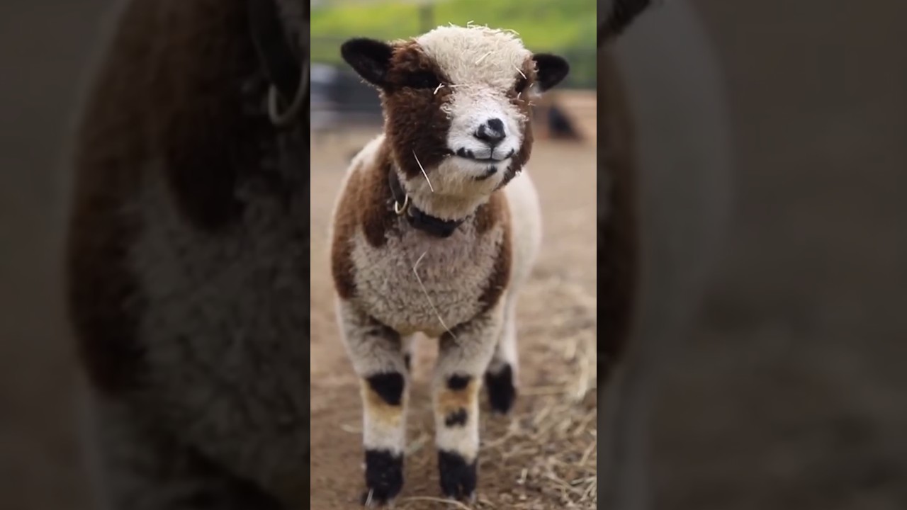 sheep 🐑💞 & monkey 🐒 funny 🤣 #funnyvideos #sheep #monkey #viral #video #funny #cute #shorts #yt