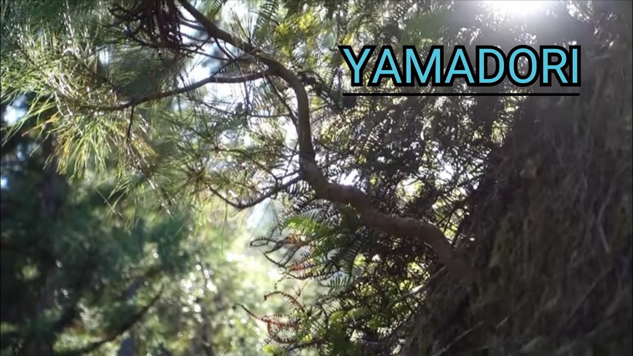【Bonsai diary】  仕事現場の人工林から赤松を山採り　♯326