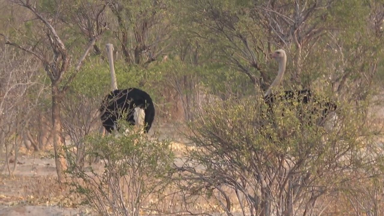 OSTRICH CHASE