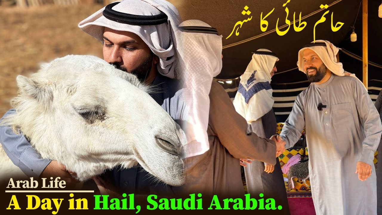The beautiful Arab Life at Hail, Saudi Arabia & Hatim Tai City & White Camels 🐪