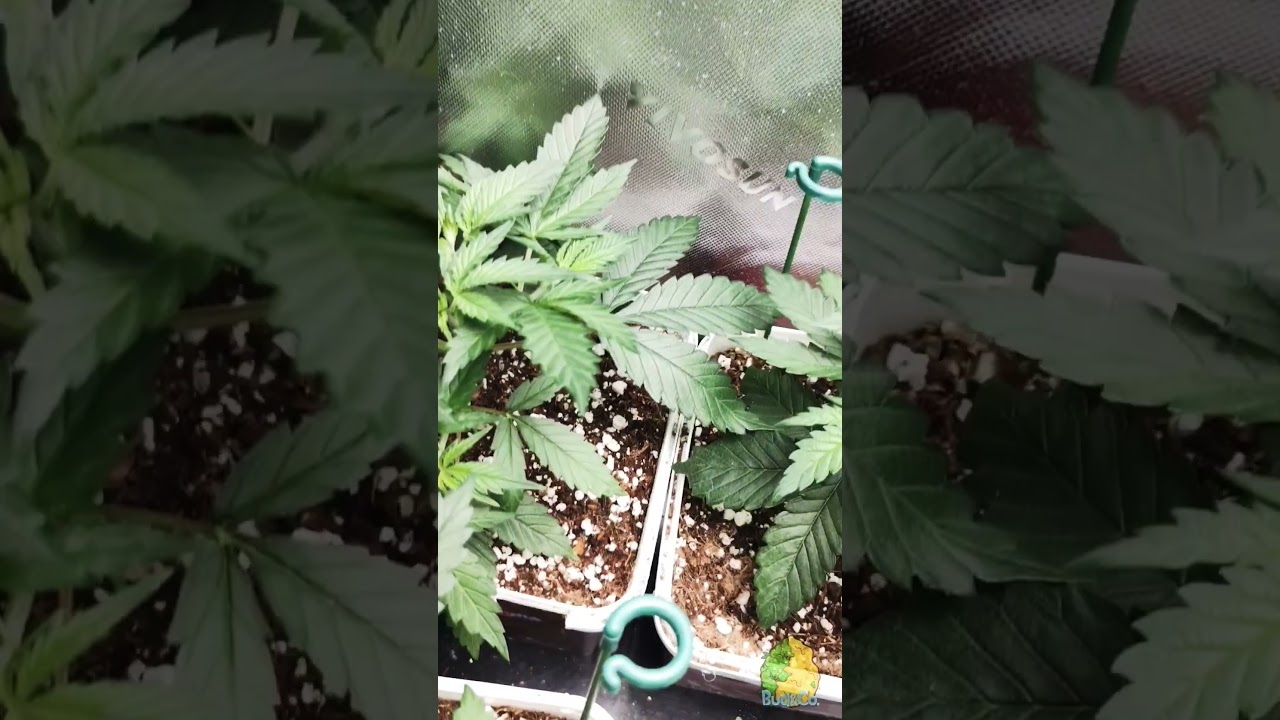 P&oacute;s transplante + rega foliar preventiva.