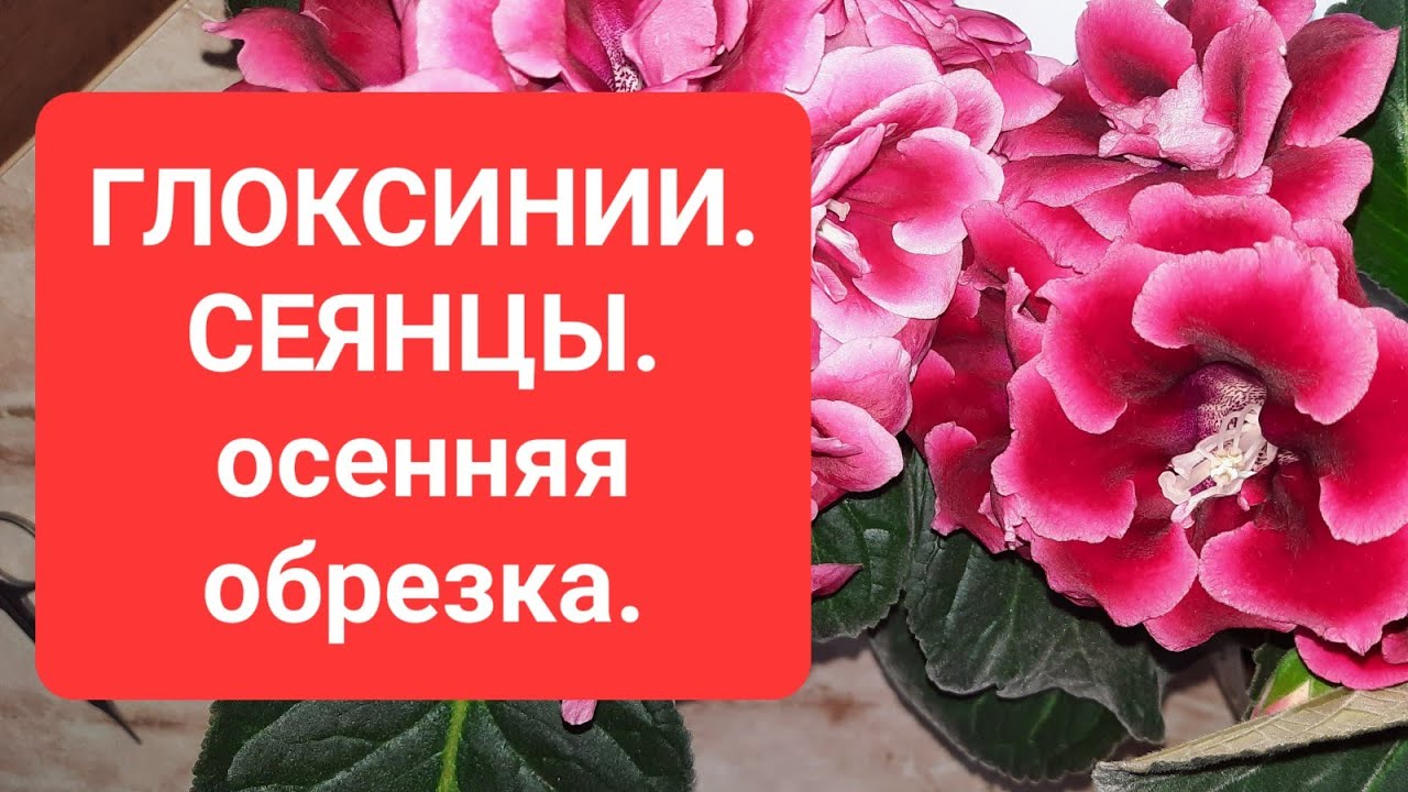 ГЛОКСИНИИ. СЕЯНЦЫ. Осенняя обрезка.