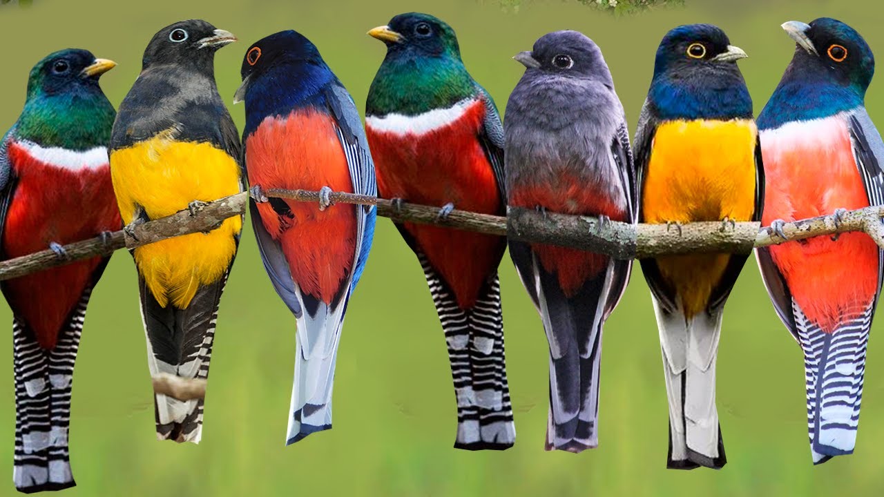 CANTOS dos SURUCUÁS do BRASIL (Espécies) Surucuá-variado, surucuá-de-barriga-vermelha [SURUCUÁ]