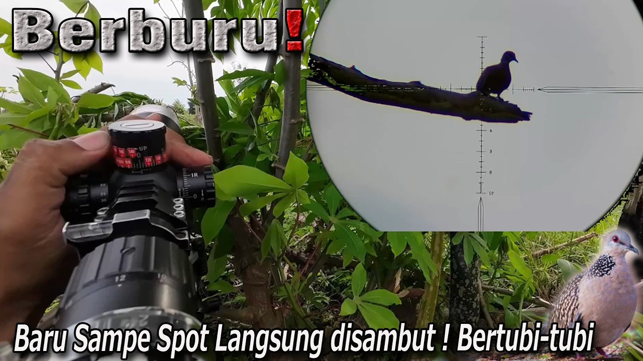 Sore Hari waktu terbaik berburu di spot ini ! poin puluhan punai & tekukur