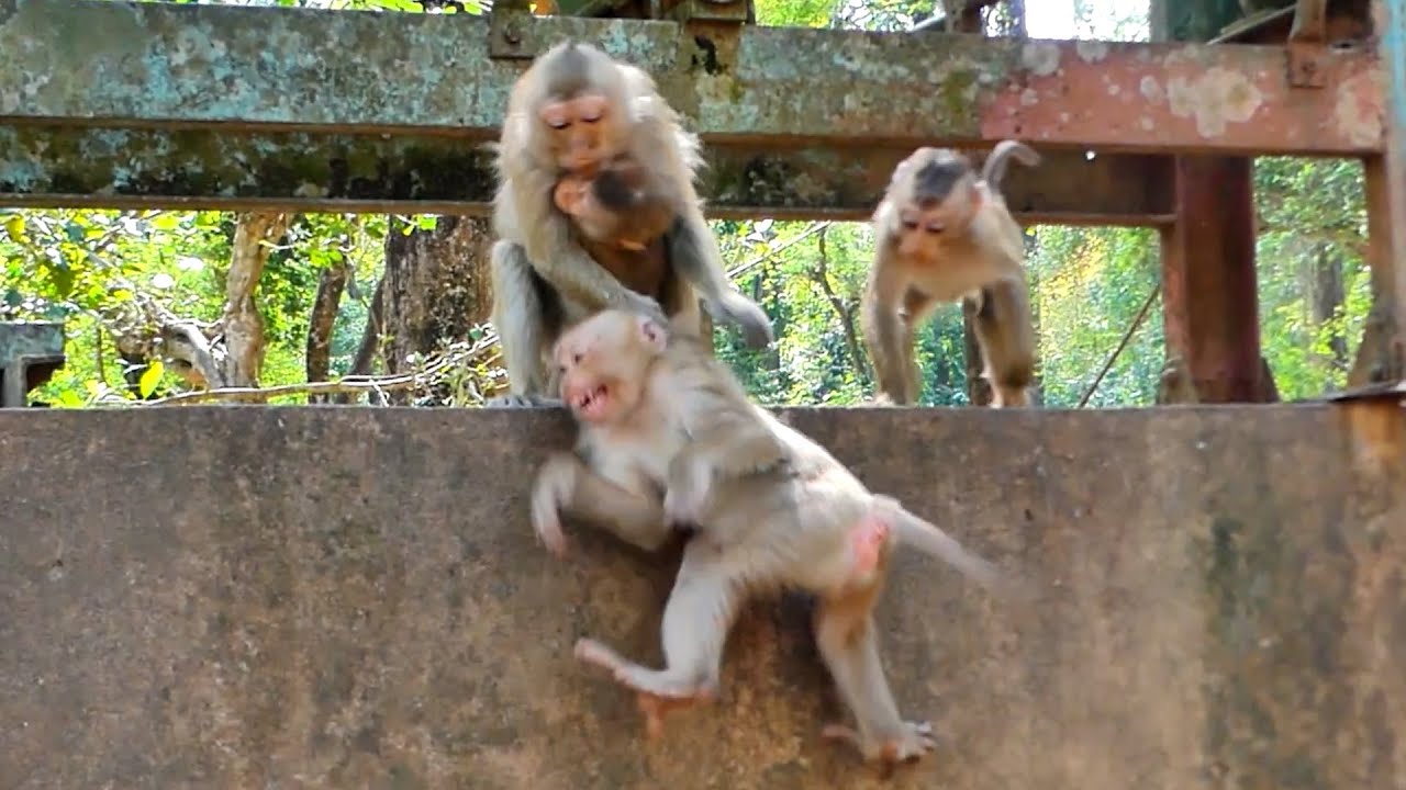 How Wild Monkeys Teach Their Young: The Story of Rainbow and Lynx