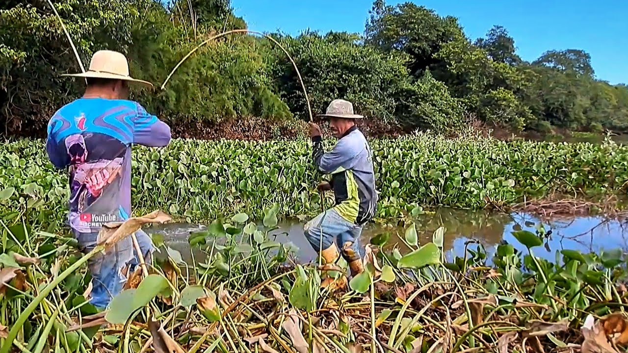 CHEGA SER ASSUSTADOR O TAMANHO DOS PEIXES QUE SAIU NESSA PESCARIA DE TRAÍRA COM VARA DE BAMBU