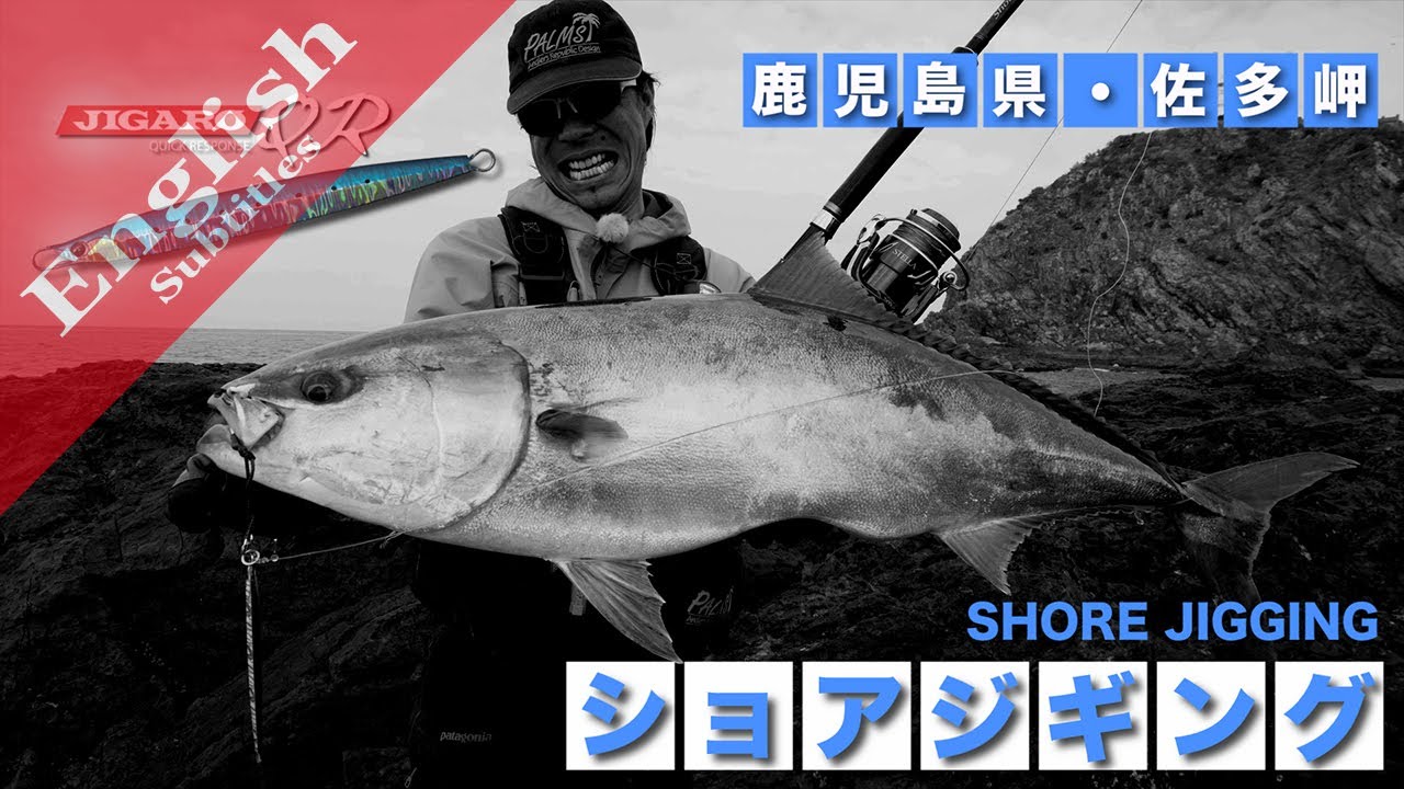 Big Yellowtail with JIGARO QR!!