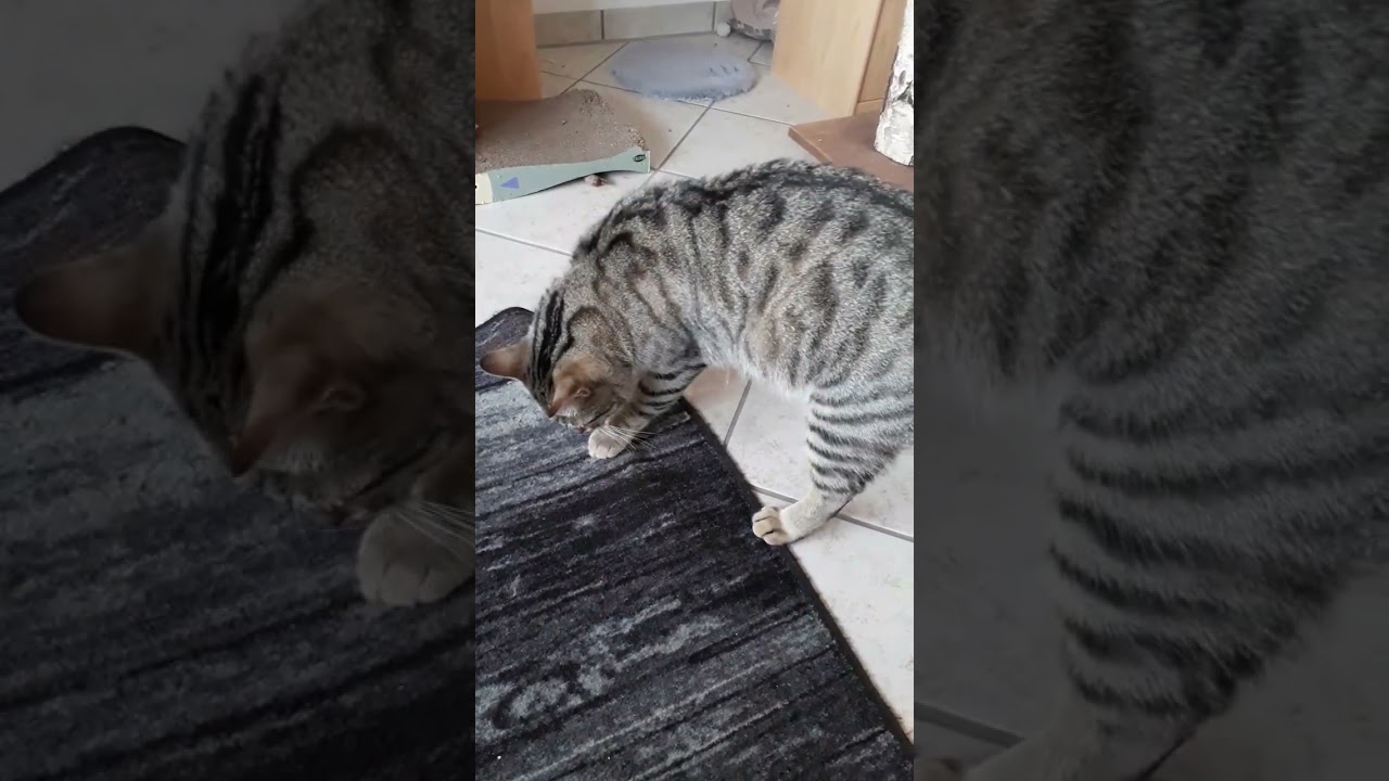 Katzen sind schlau und denken tatsächlich 
