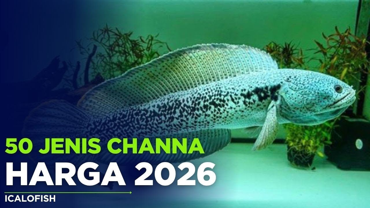 50 Jenis Ikan Channa Dan Harganya 2026