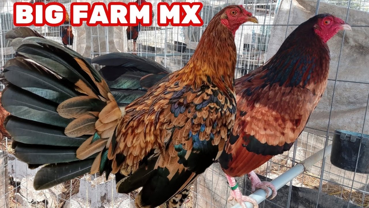 Outdoor Breeding Pens Big Farm 🇲🇽 Feeding Time Shape Chicken Coop Outdoor