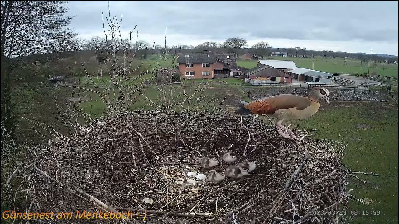 Storchen- G&auml;nsenest am Menkebach - Gęsi egipskie - Rodzice i małe gąski wyskakują z gniazda !!!