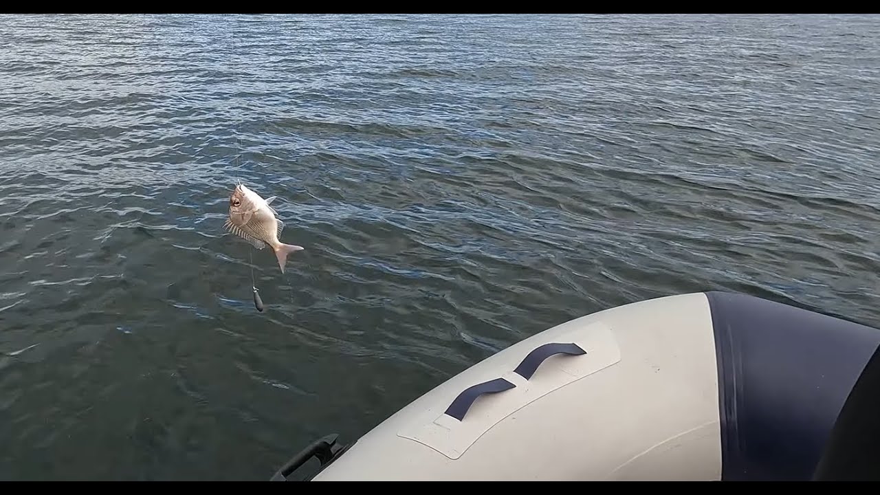 Inflatable Boat Fishing At Botany Bay|充气船带5马力马达出海钓鱼,偶遇海豹抢食