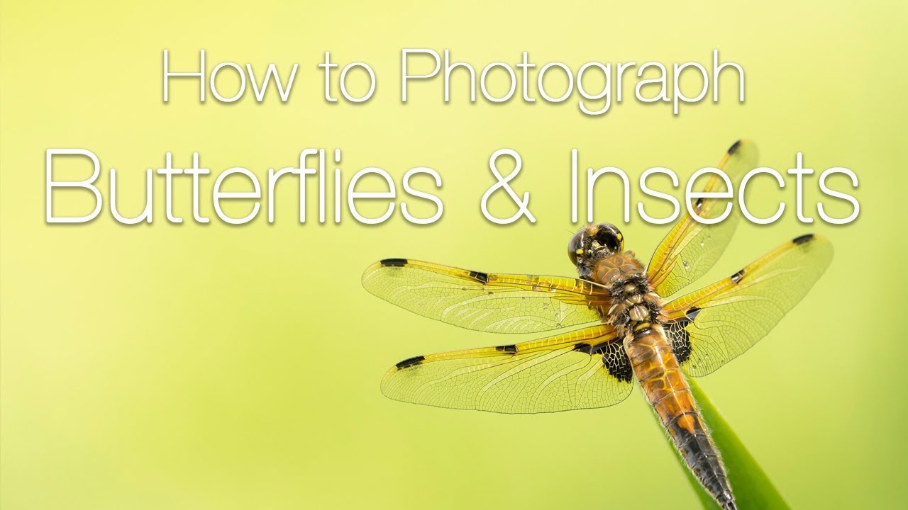How to Photograph Butterflies and Insects | Macro Photography Tips