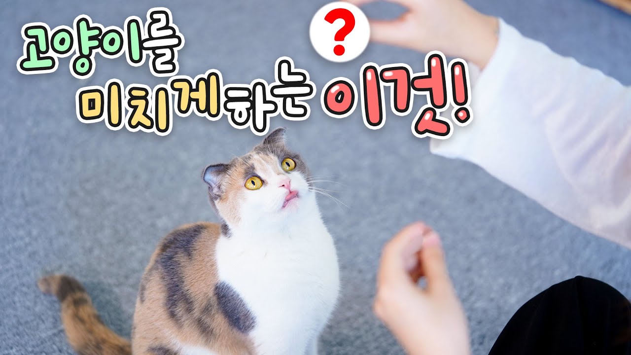 이것만 있으면 나도 고양이한테 관심 받을 수 있다! | 고양이산책