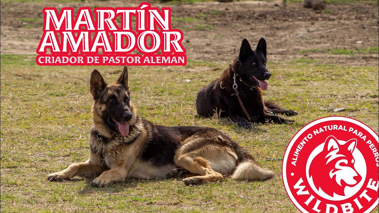 Entrevista con Martín Amador de Wildbite y criador de Pastor Aleman.