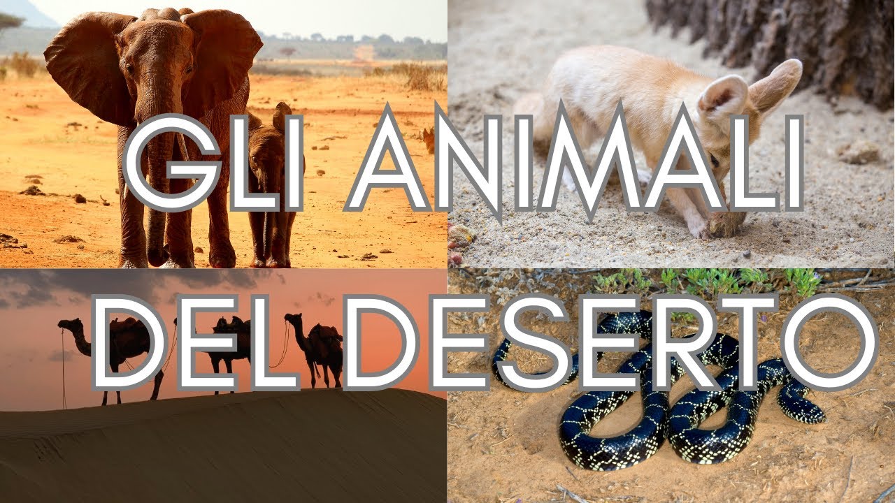 GLI ANIMALI DEL DESERTO - Famiglia Suricame Animali