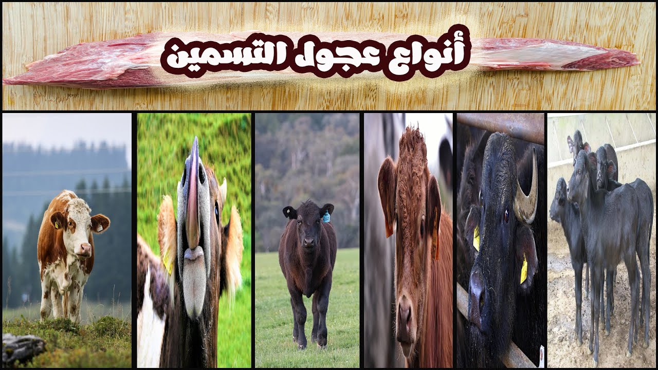 الجزء الثالث من سلسة تسمين العجول: أنواع عجول التسمين