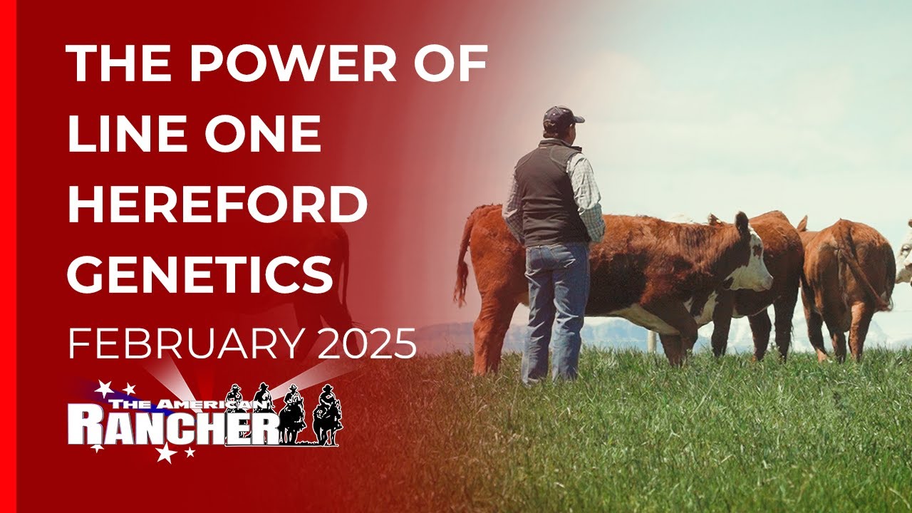 Holden Herefords Line One Cattle  | The American Rancher |  02 24 2025