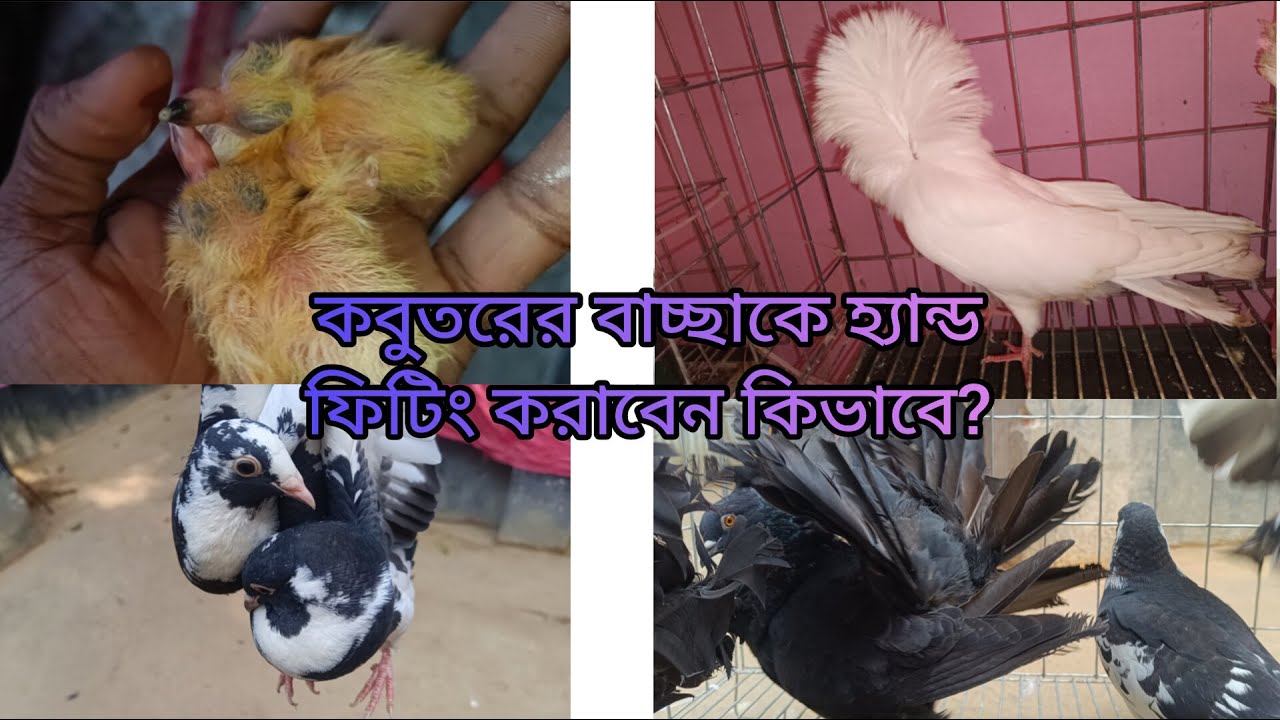 কবুতরের বাচ্ছাকে হ্যান্ড ফিটিং করাবেন কিভাবে ?