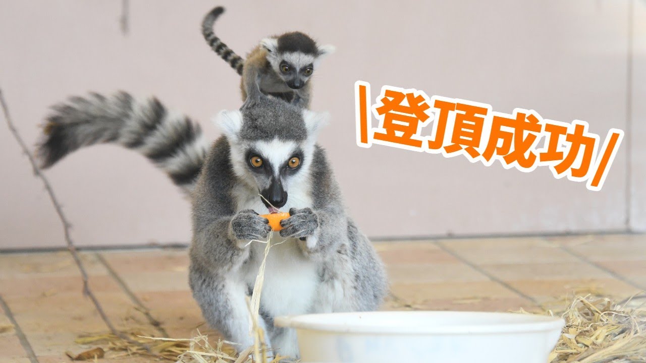 【ワオキツネザルの赤ちゃん】お母さんの背中へ！