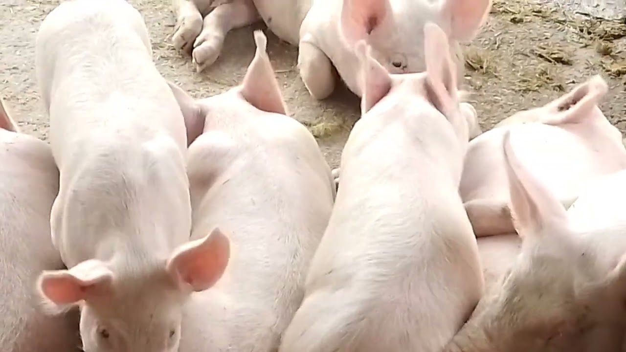 12 de março de 2026
