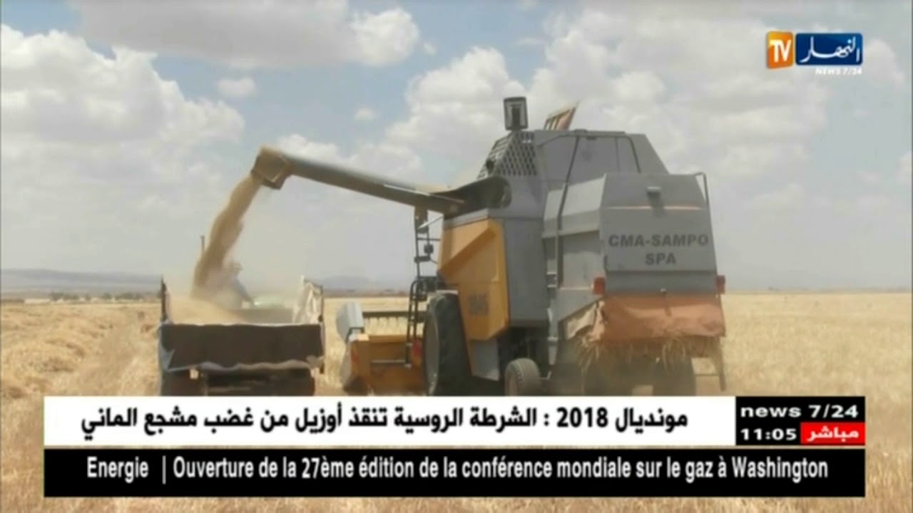 أم البواقي : فلاحون يرفعون التحدي لتحقيق الإكتفاء الذاتي في إنتاج البذور