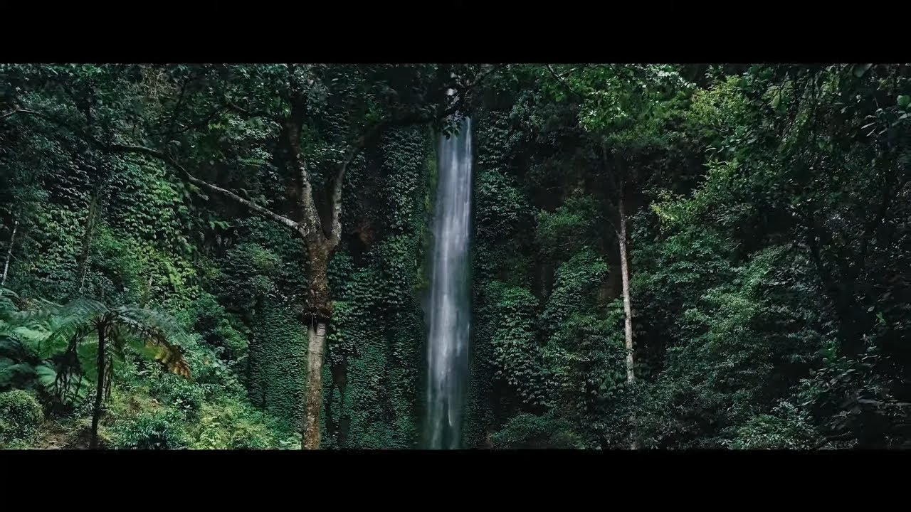The Forest Cinematic 4k Drone dji Footage