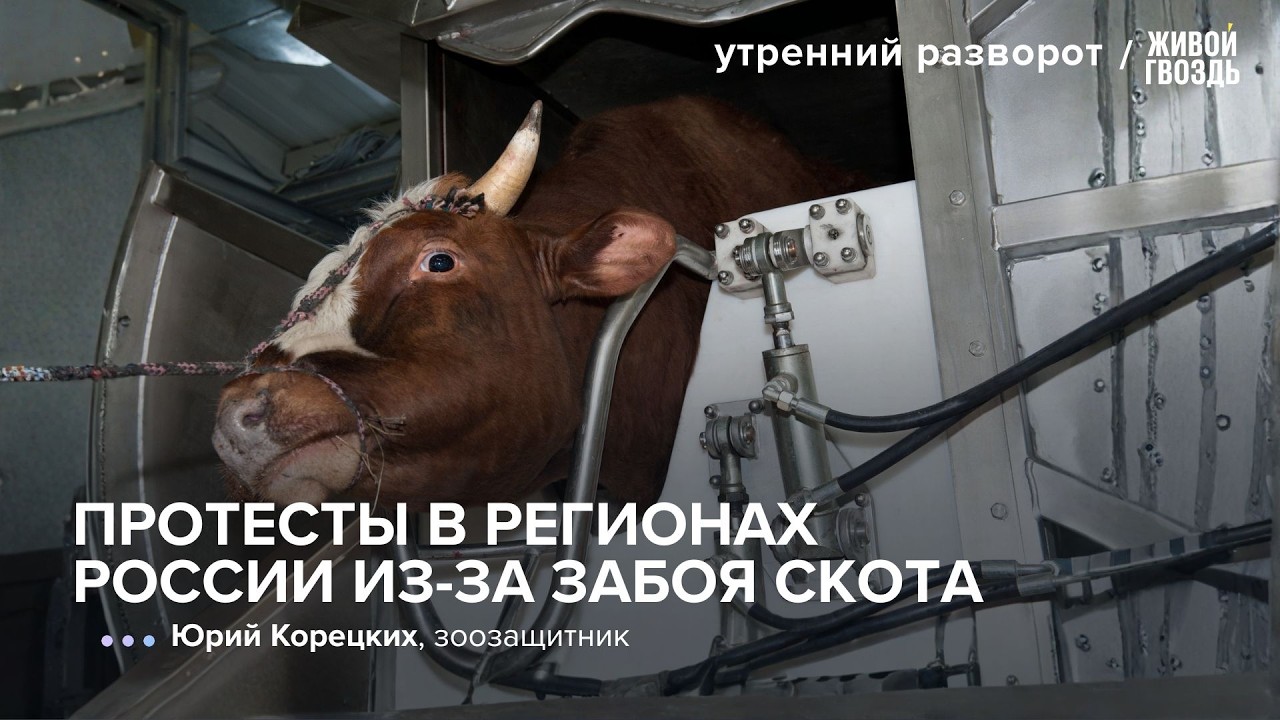 В России изымают и жгут домашний скот. Фермеры протестуют