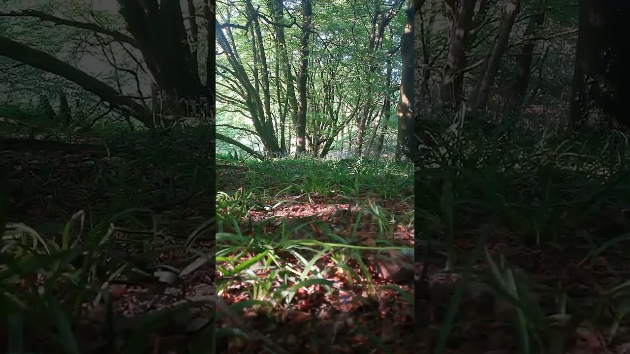 #running #poodle #woodtherapy #runningwithmypoodle