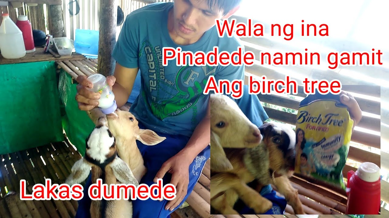 Baby Goat feeding gamit  ang birch tree😲😲