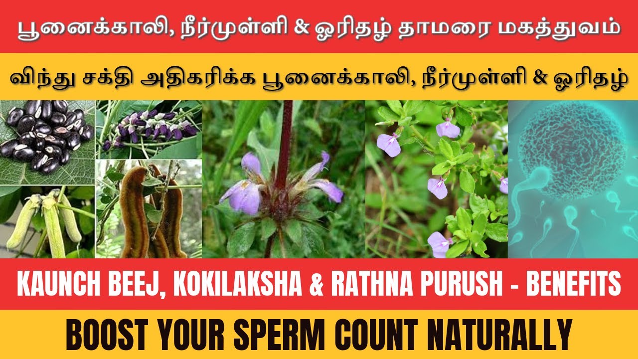 பூனைக்காலி, நீர்முள்ளி & ஓரிதழ் தாமரை பொடிகளை எப்படி சாப்பிடுவது| விந்து சக்தி அதிகரிக்க #spermcount