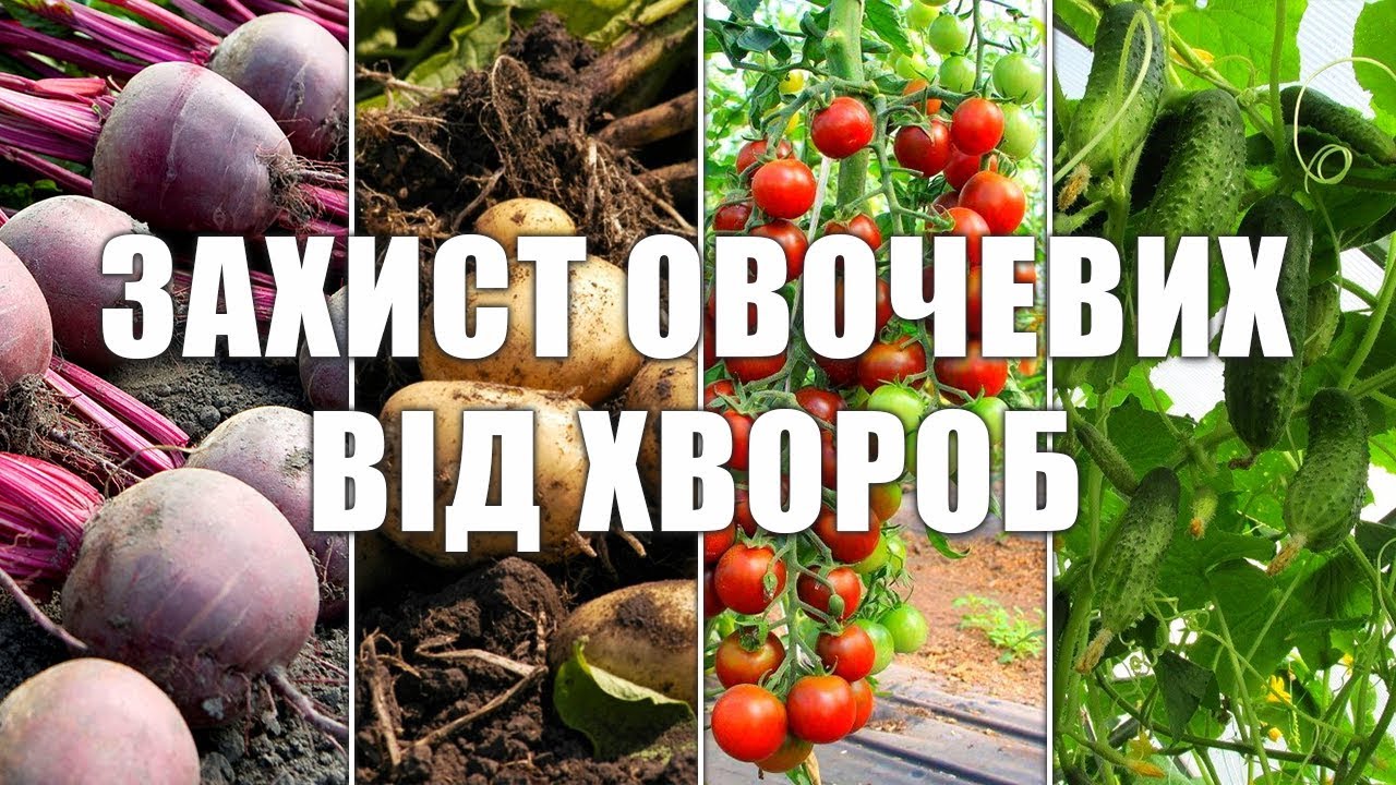 Защита овощных культур от болезней. Безопасные биофунгициды для овощей.