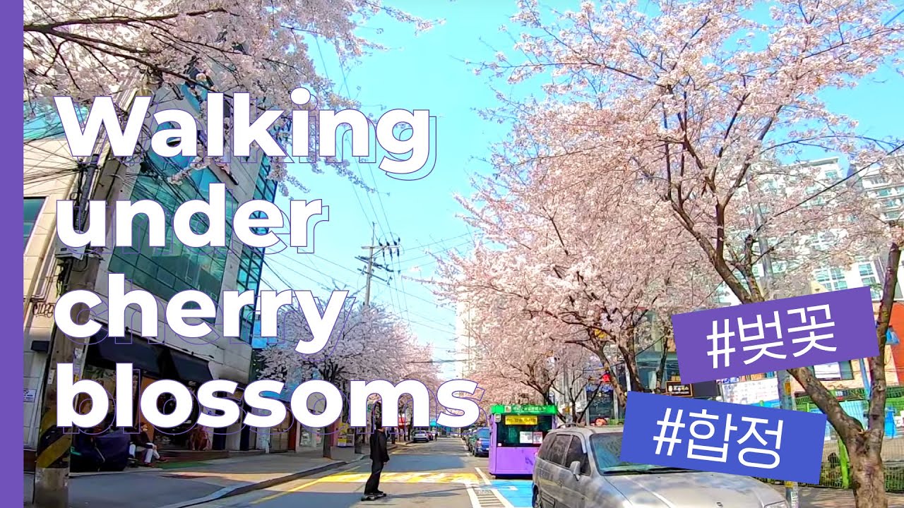 Taking a walk under cherry blossoms in Seoul (Hapjeong)