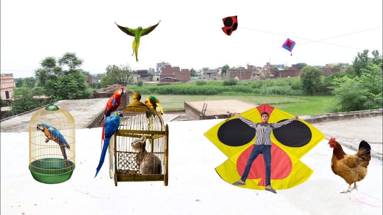 Gudda Kite Cutting & Parrot baby
