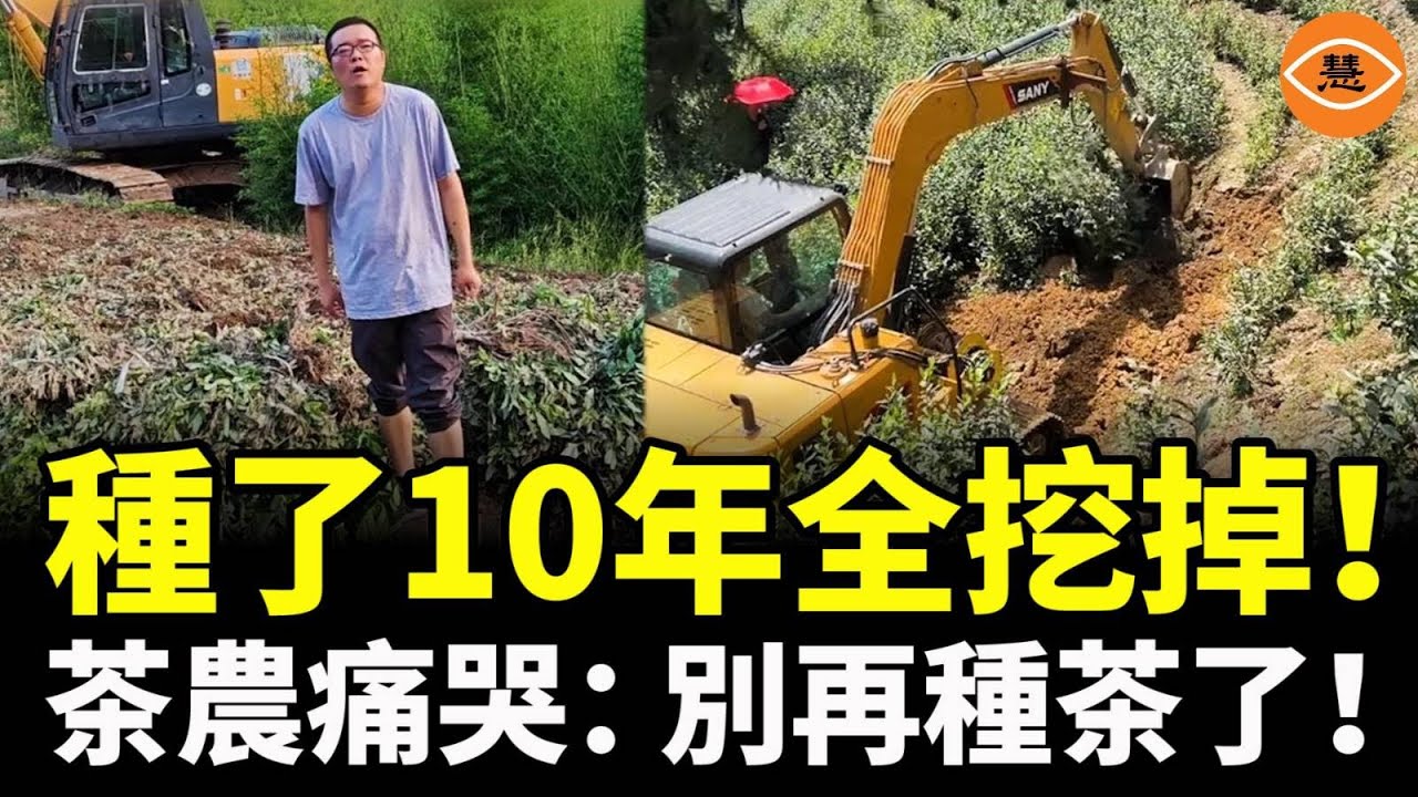 普洱、茉莉花茶、安吉白茶…全滯銷！普洱暴跌80%，從茶商到茶農，都賠的精光！茶農痛哭：別再種茶了！