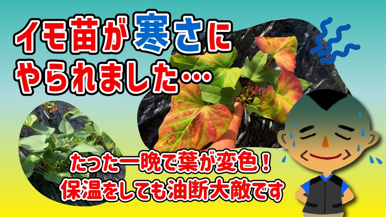【芋が枯れた！】サツマイモ栽培で大失態の出来事が・・・。　タネのハシモト