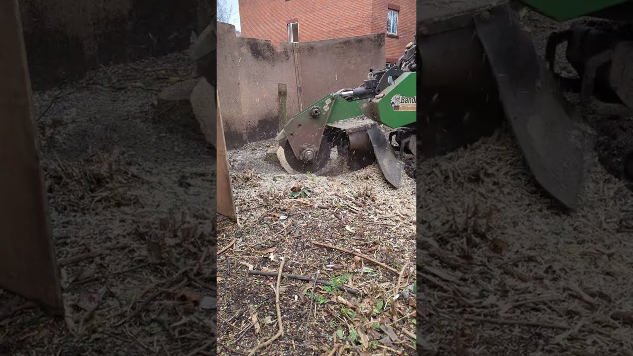 Stumped? Stump Grinding Made Easy! 🌳💪 Bandit SG-40 #satisfyingvideos #stumpgrinding #treeremoval