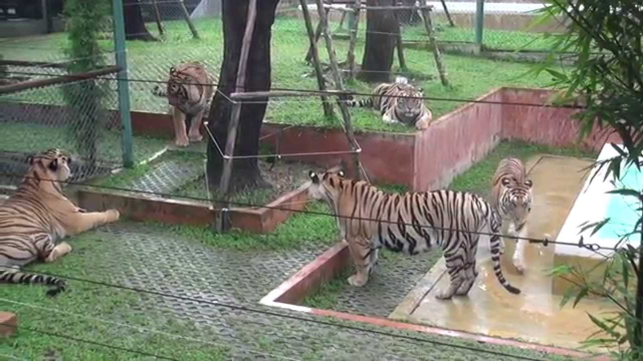 Tiger Kingdom - The victim's story