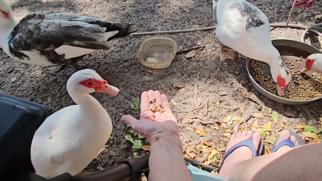 Four Muscovy And One Ibis Vie For The Duck Food and lettuce and generally wander around