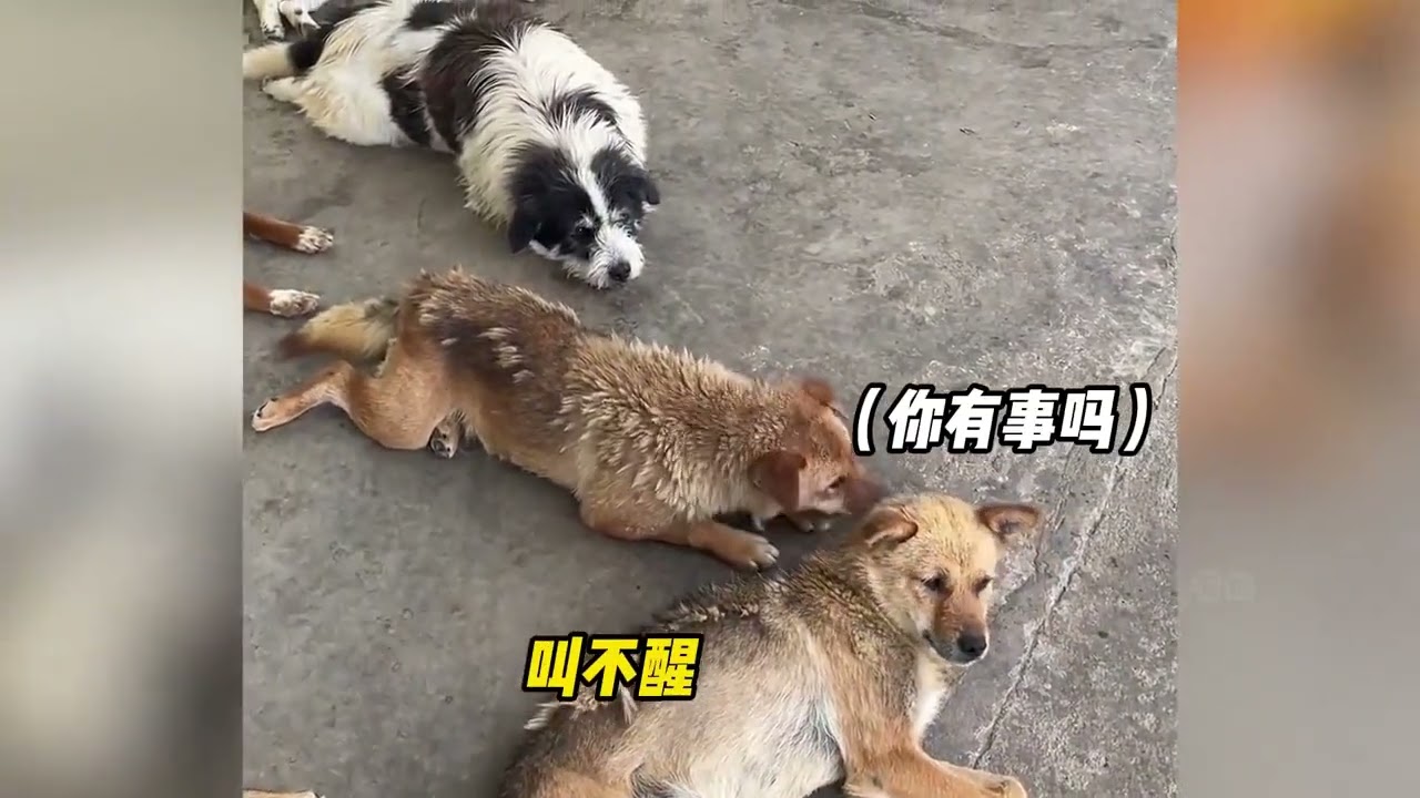 山西的午睡文化，到了午休点集体入睡，就连动物都一起睡下