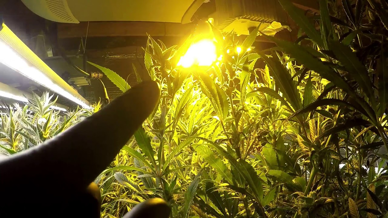 NoTill Indoor Cannabis Grow - Flower Week 8 * Frosty and Stanky*
