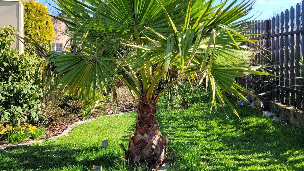 Odkrywanie, zakończenie zimowania - Waszyngtonia Robusta ,Butia Capitata ,Brahea Armata🌴 23.03.2024