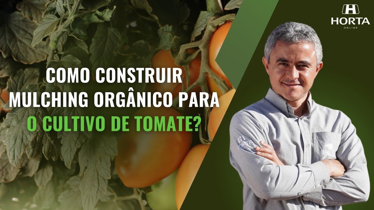 COMO CONSTRUIR MULCHING ORGÂNICO PARA O CULTIVO DE TOMATE?
