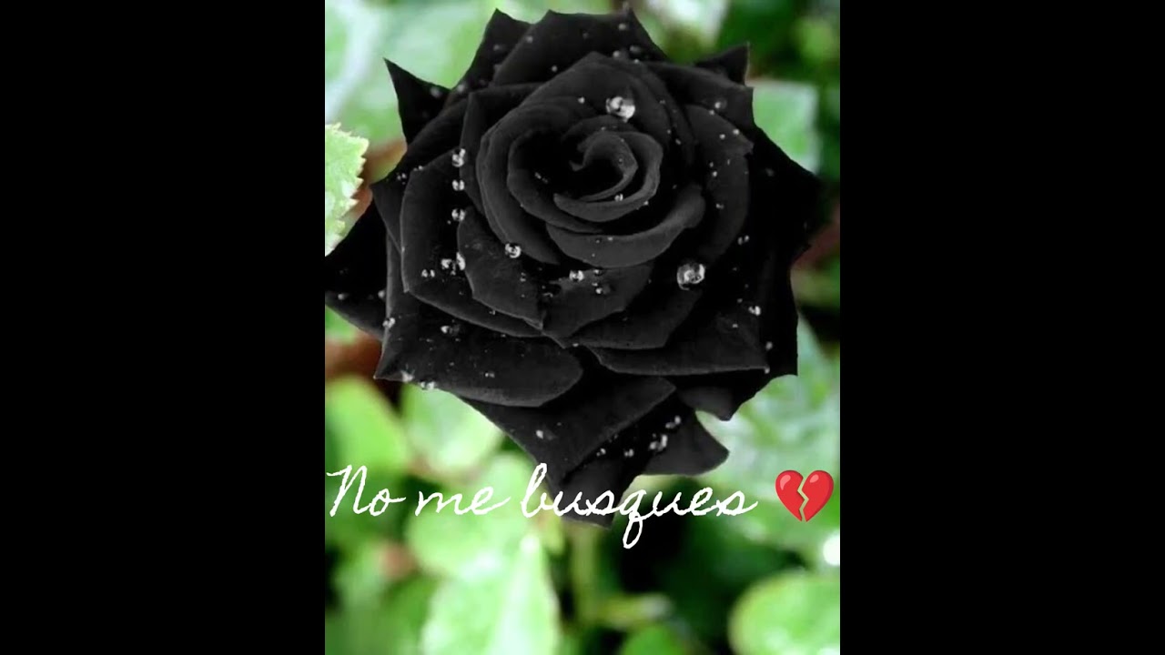 No me busques 