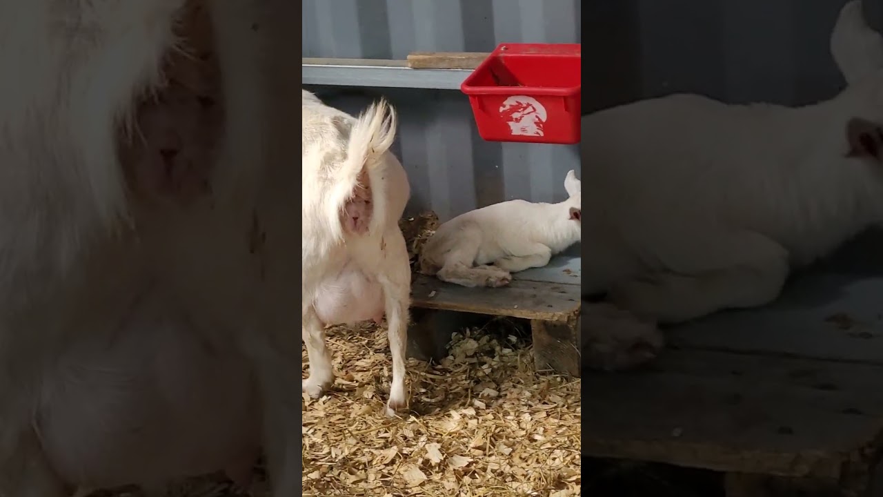 Snow White is a helicopter mom