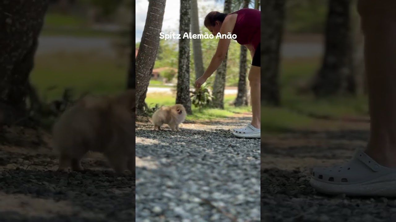 Filhote de spitz alemão anão 4 meses 