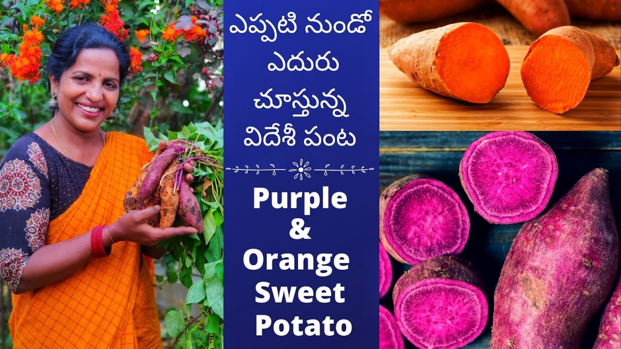 Thai Beans,Yellow Plum Tomato,Purple & Orange Sweet Potato- Terrace Garden #harvest #saileelavlogs