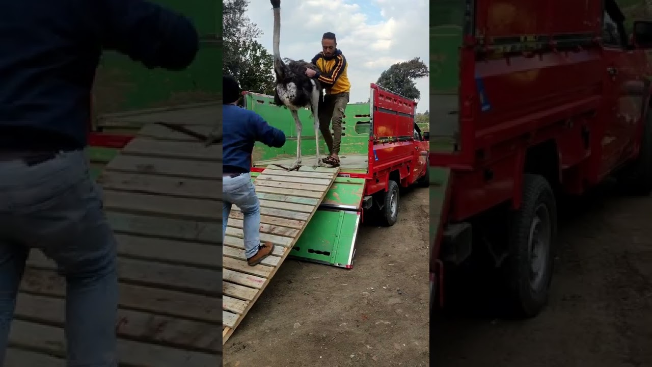 تفاصيل اليوم لاستخراج لحم  النعام