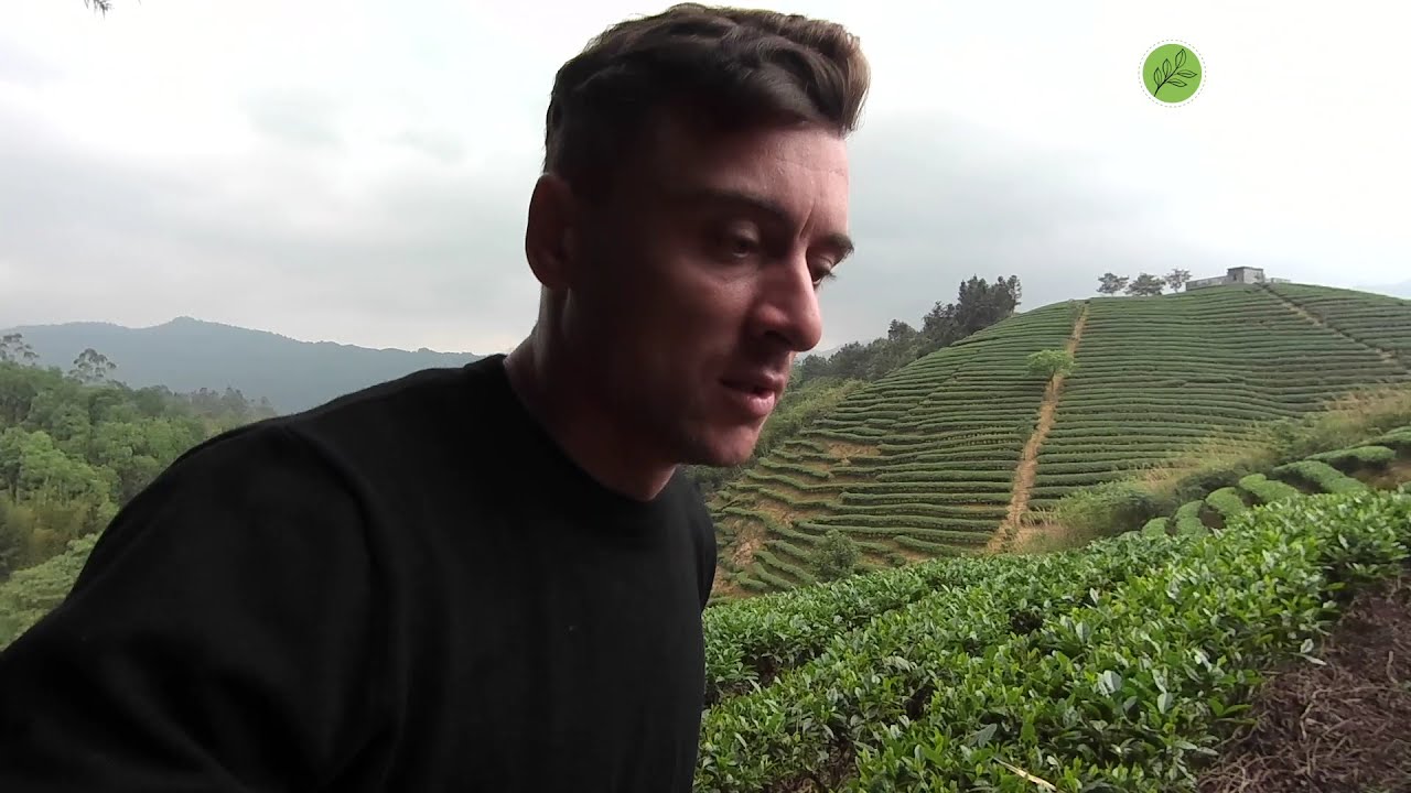 провинция Гуанси, Китай. Зеленые, белые, красные чаи. Green, white tea, Guanxi province, China. 2021